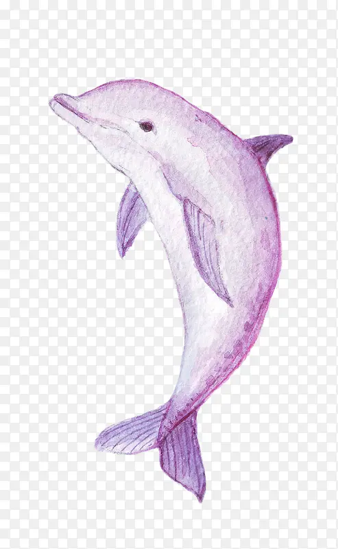 紫色鲸鱼