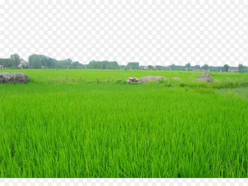 翠绿的稻田