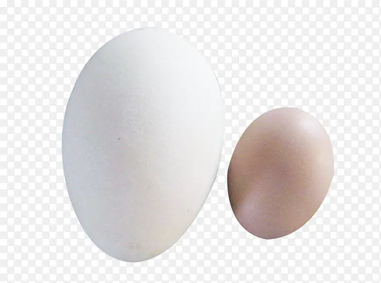 鹅蛋与鸡蛋图片素材