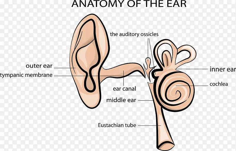 矢量耳朵的结构图
