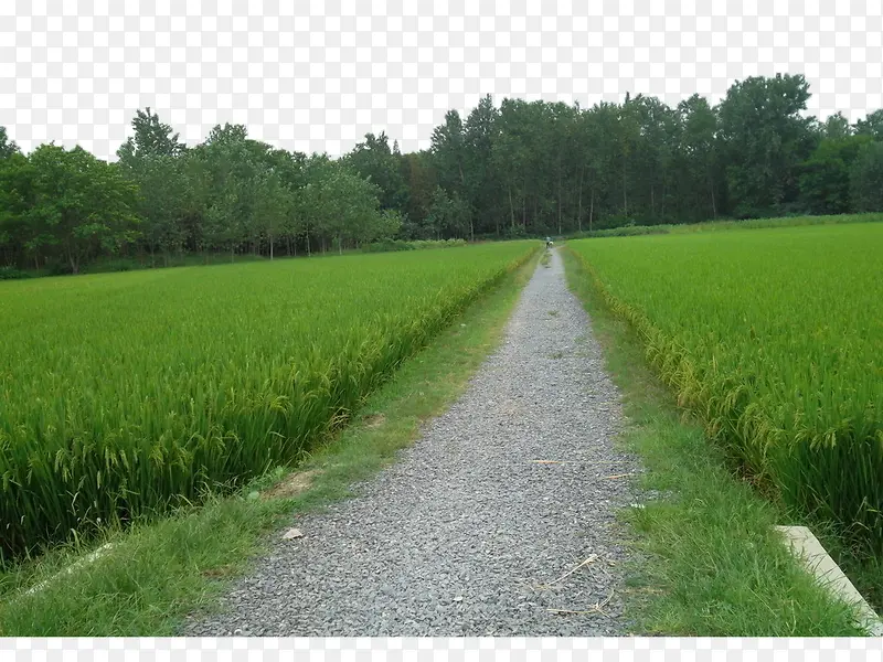 小路两旁的稻田