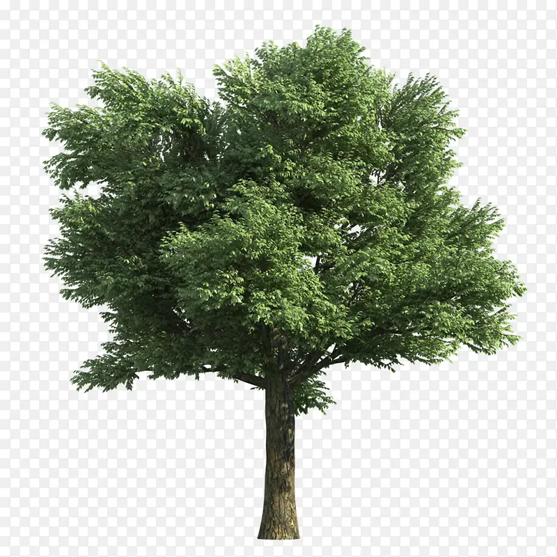 设计素材树