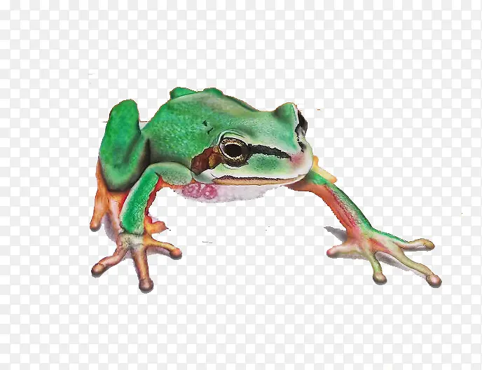 青蛙3D手绘免抠素材