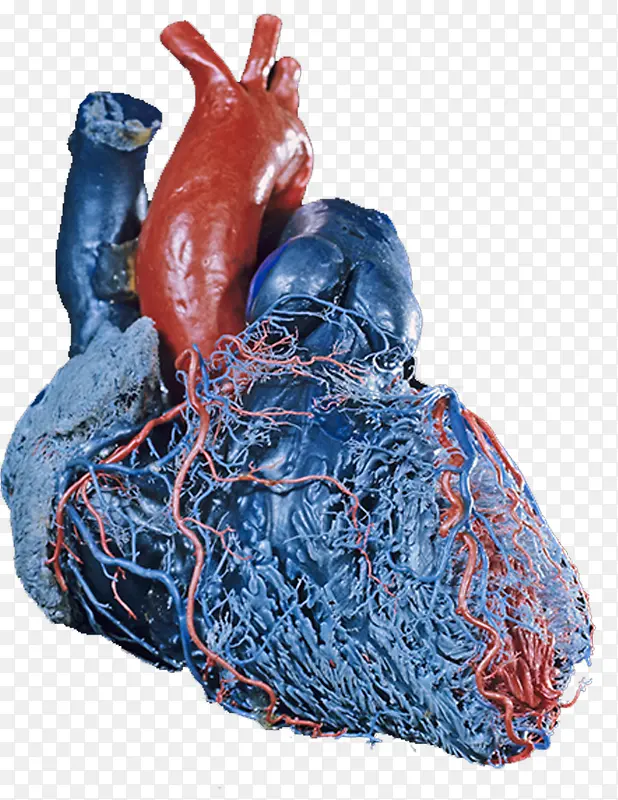 心脏血管医学图片