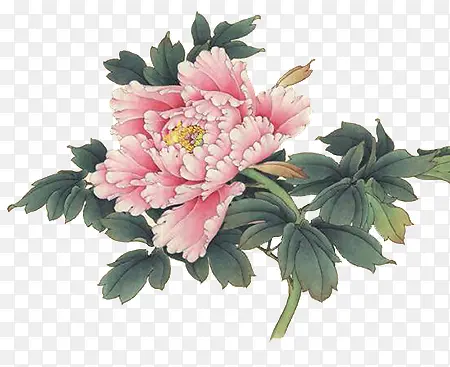 手工笔画牡丹花欣赏