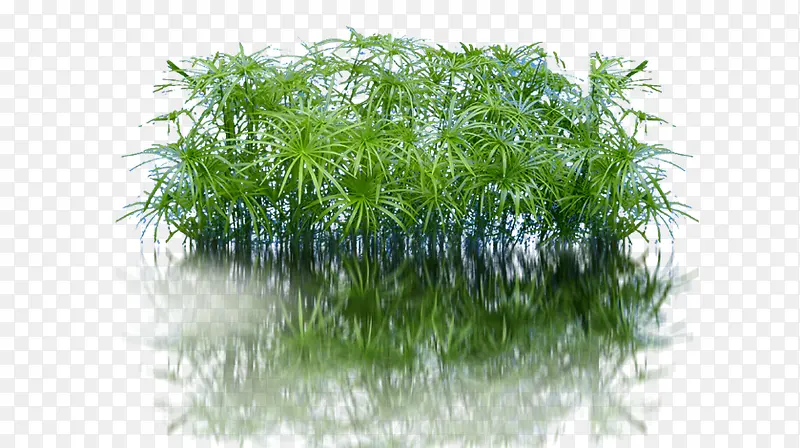 绿植水草