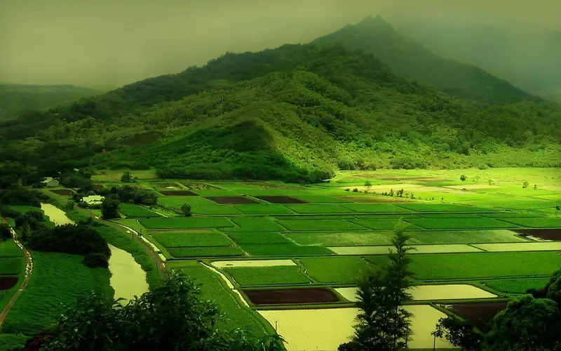 绿色山地田地水稻