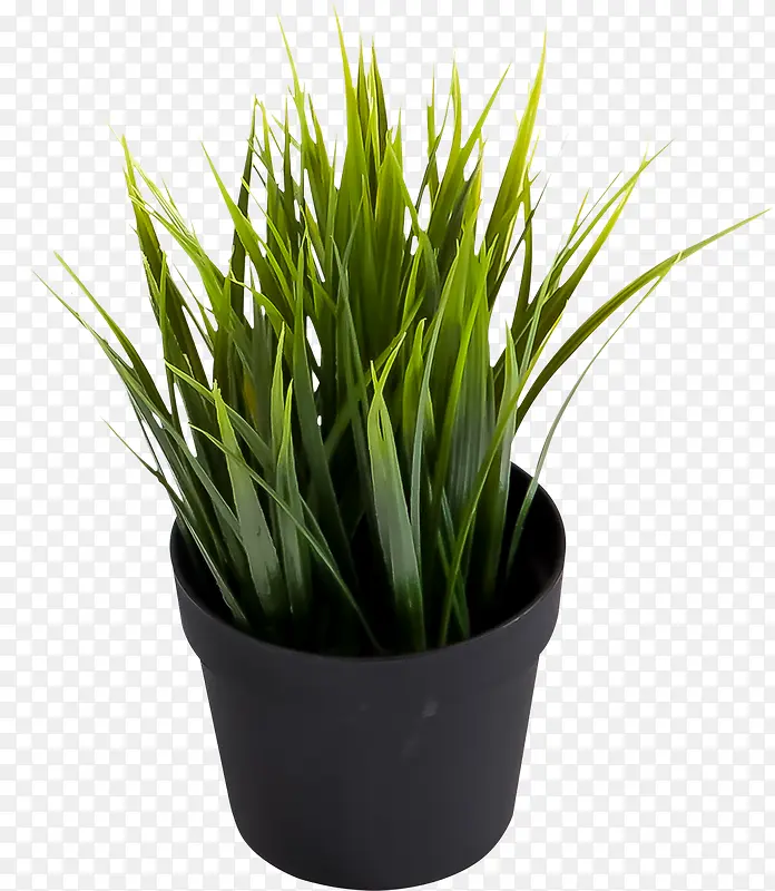 高清摄影绿色的草本植物盆栽