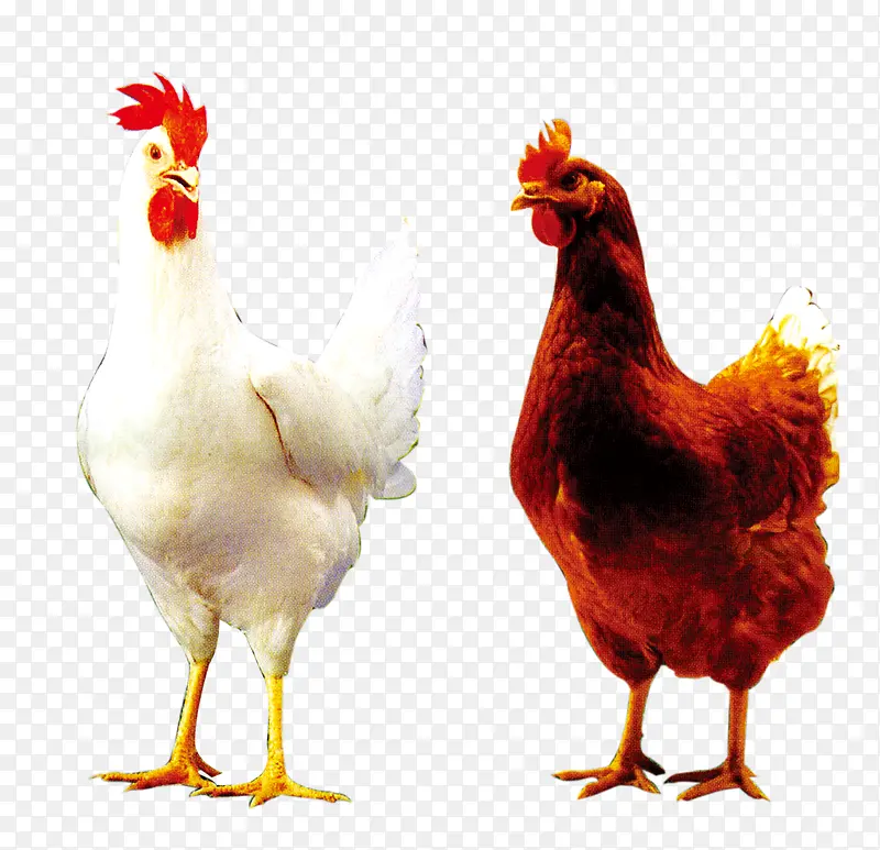 两只公鸡