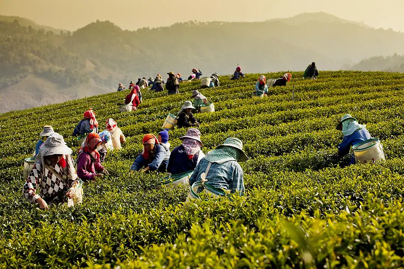 采摘茶的人物茶园