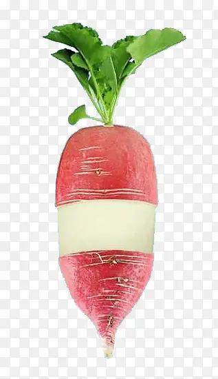 萝卜