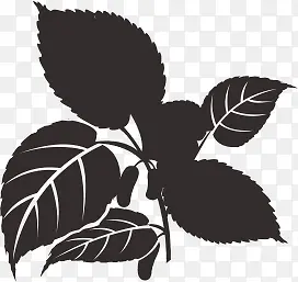 草药