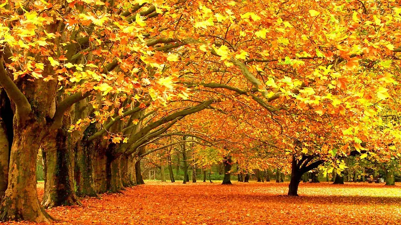 黄色大树成熟秋日