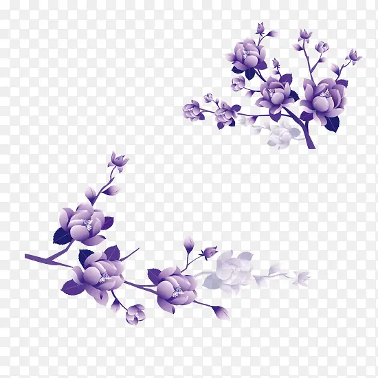紫色花朵在枝条上盛开