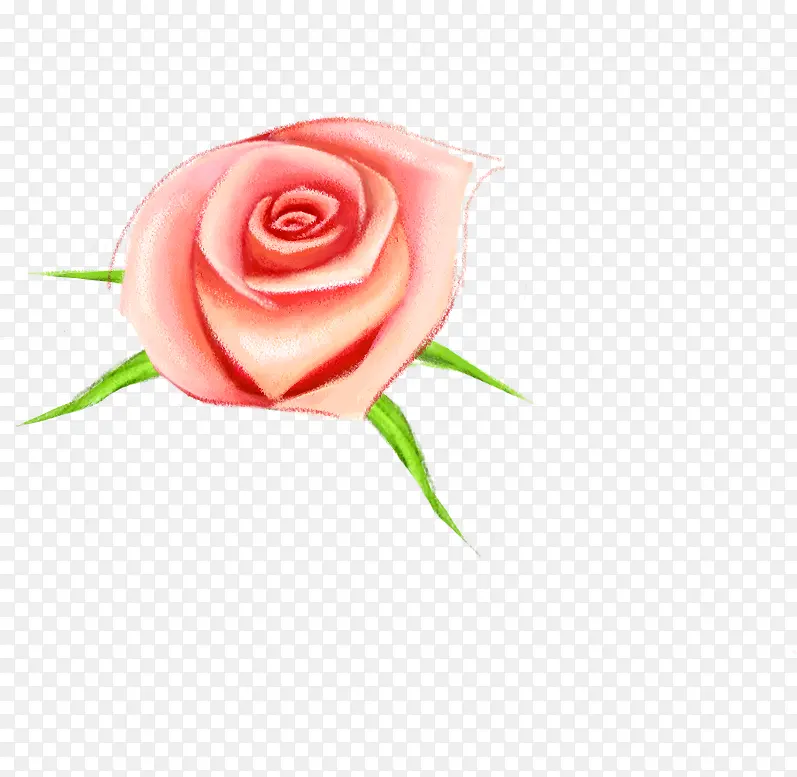 手绘粉色淡雅玫瑰花朵