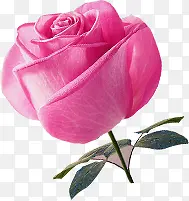 粉色淡雅玫瑰花朵