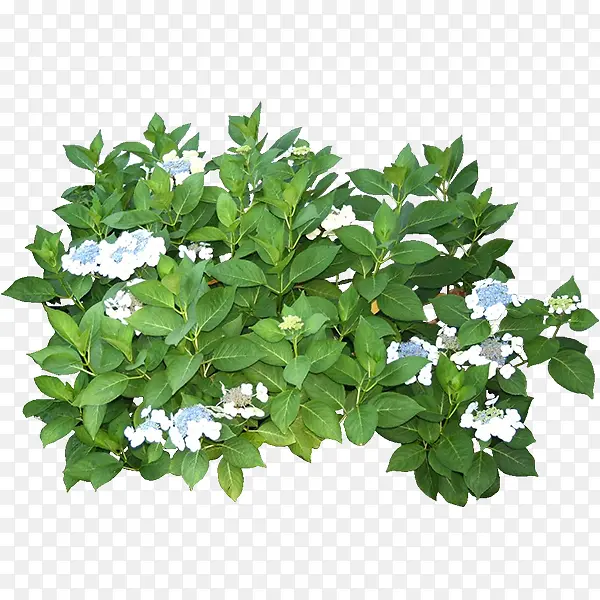 绿色植物PNG图片素材下载_图片编号yglklpkm-免抠素材网