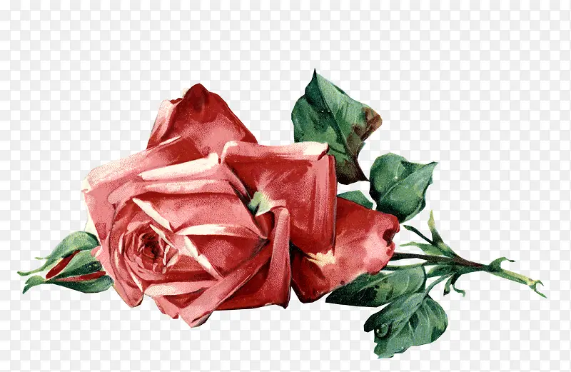 一朵淡粉色的玫瑰