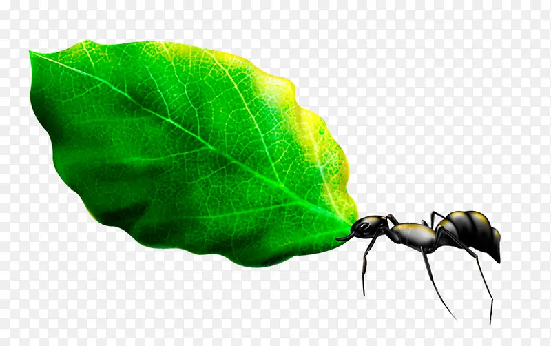 蚂蚁与绿叶