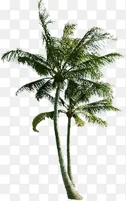 沙滩椰子树告示牌