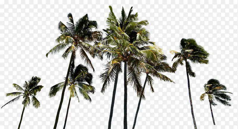 唯美沙滩椰子树告示牌