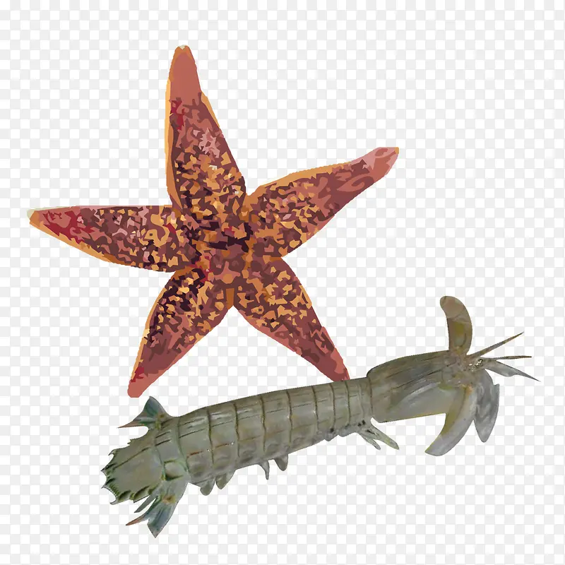 海星 海虾