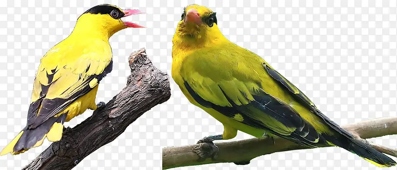 两只栖息的黄鹂鸟