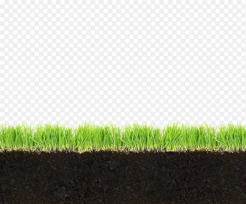 草地土壤横剖面