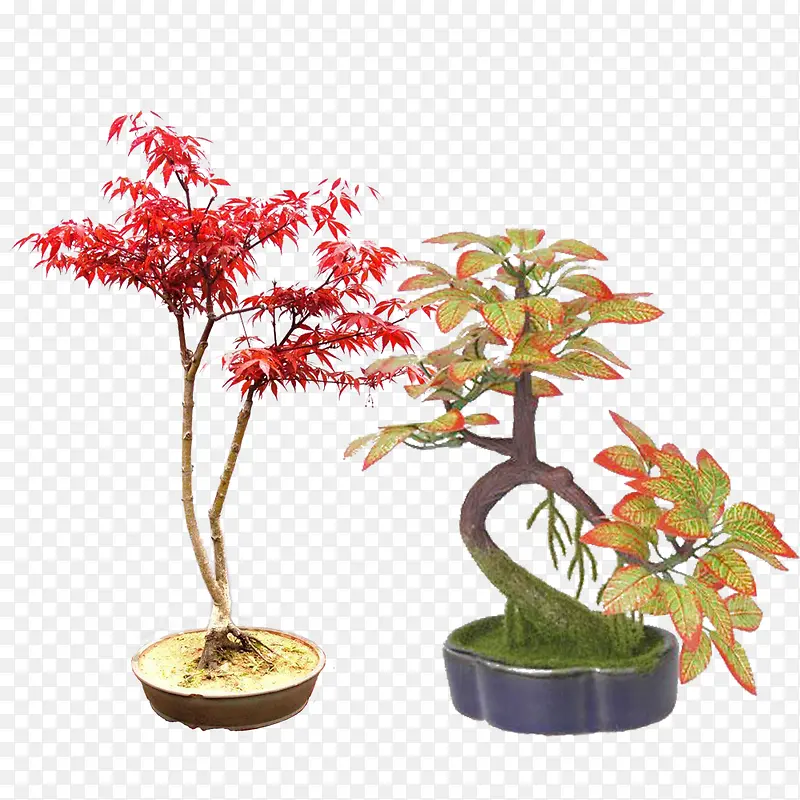 红色叶子盆栽室内装饰