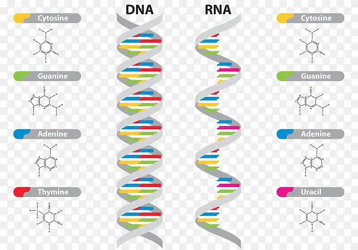 DNA和RNA载体示意图