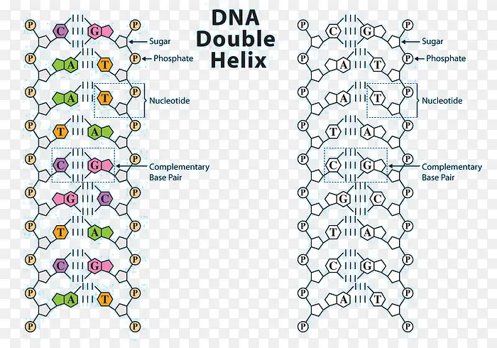 DNA结构向量示意图