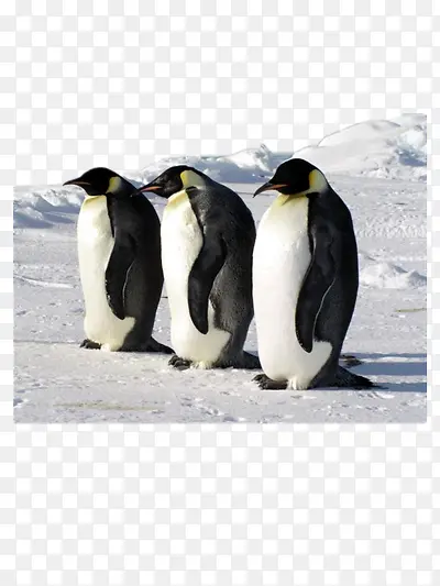 北极企鹅