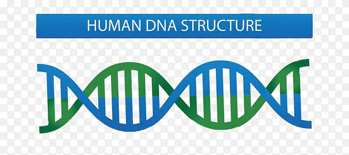 DNA结构示意图