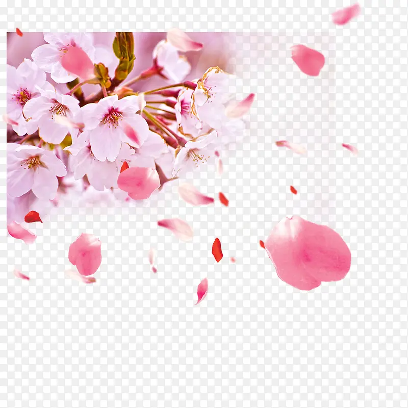 日本粉色樱花