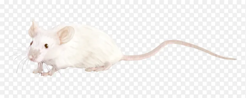 小白鼠