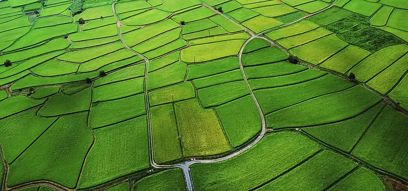 绿色稻田背景