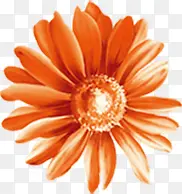 橙色的菊花鲜艳开放