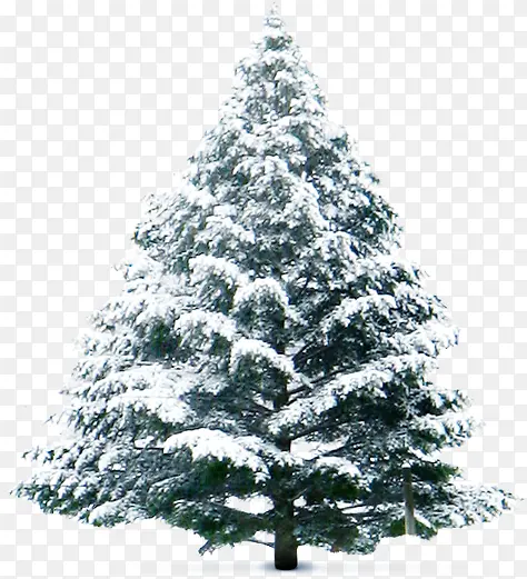 落雪的松树圣诞元旦