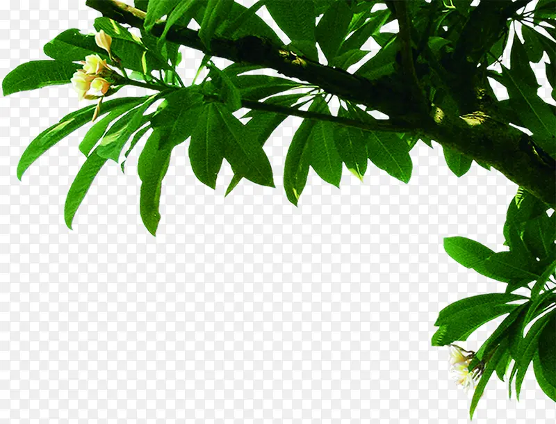 右上角开花树枝树干