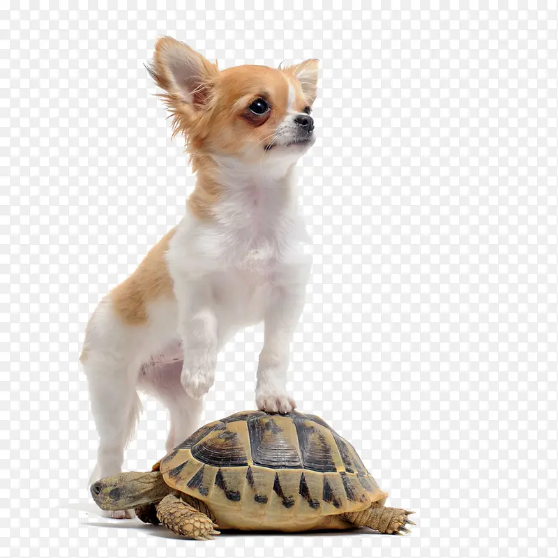 站在乌龟上的狗狗