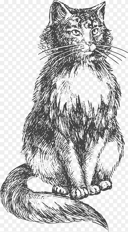 矢量素描猫咪