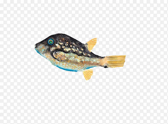 日本鱼的插画