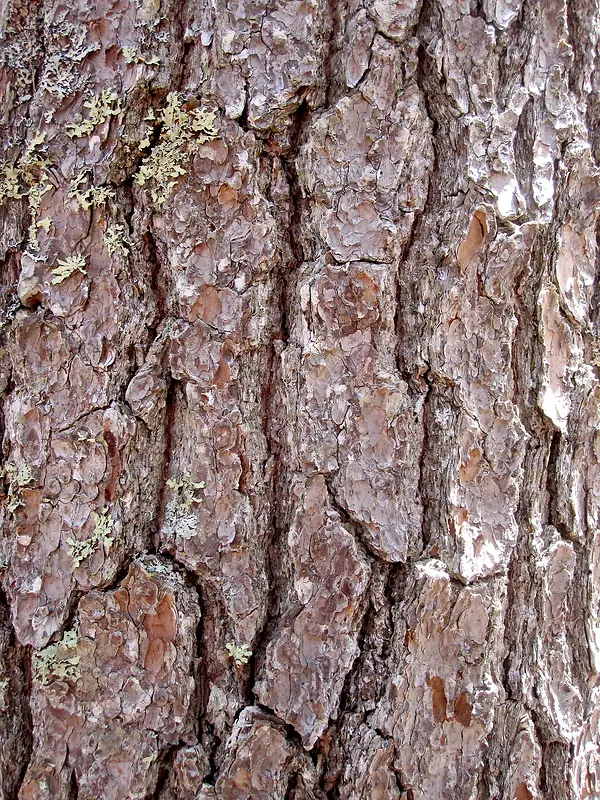 棕色树皮纹理背景