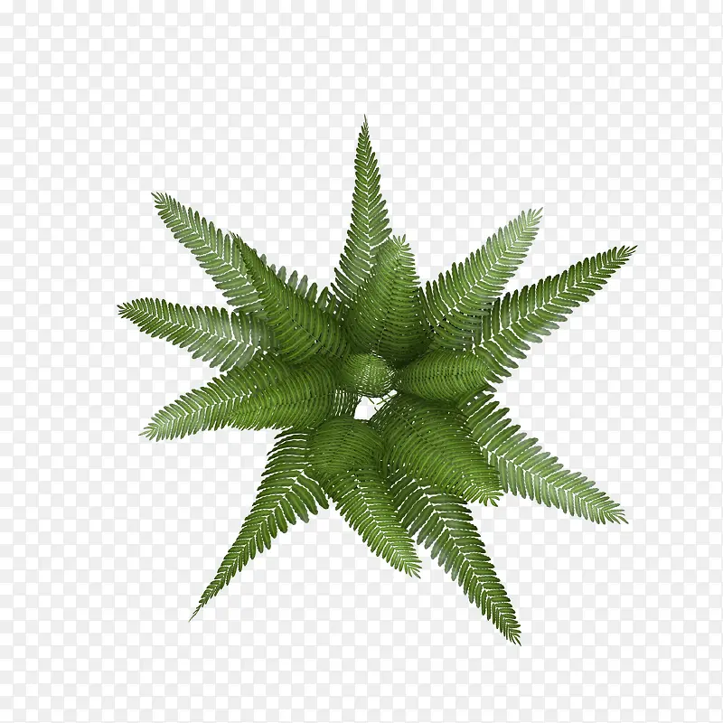 绿色百叶草