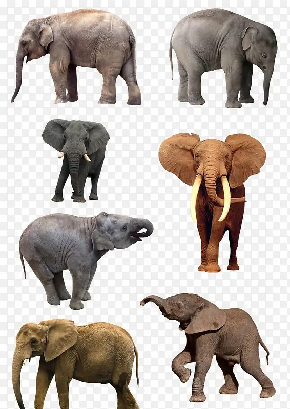 高清摄影野外生长的大象