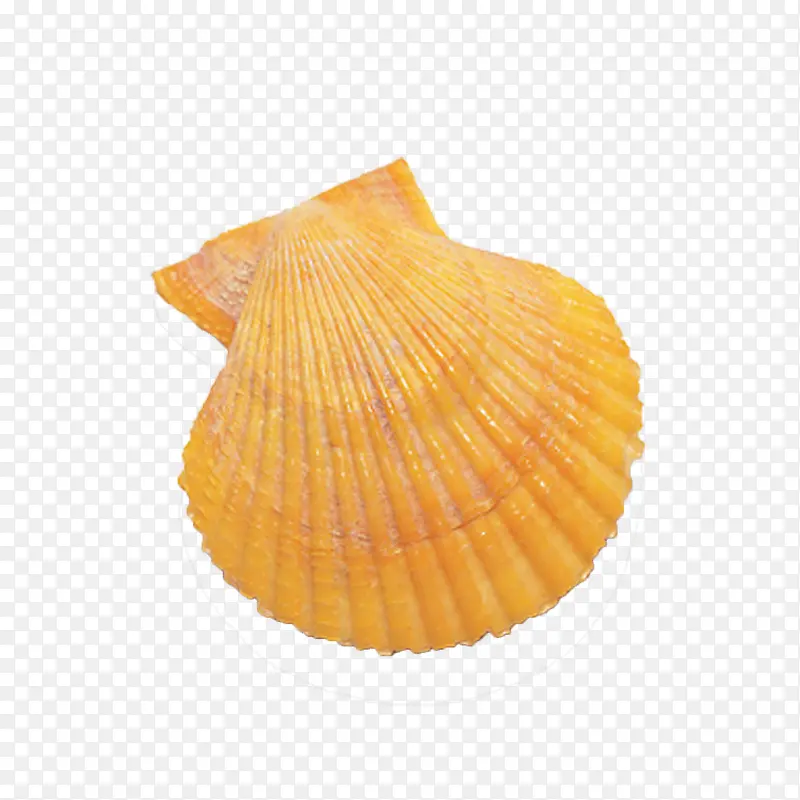 海洋装饰黄色贝壳