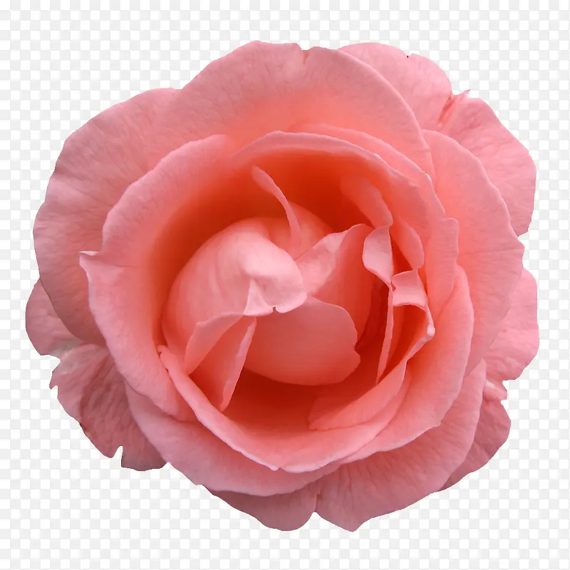 创意花卉图片花卉图案素材 粉色