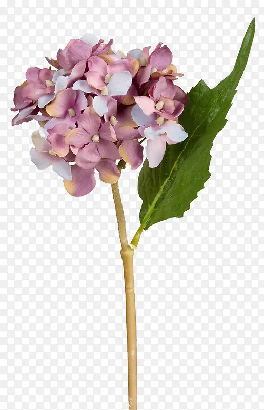 鲜花psd素材花朵 紫色花束