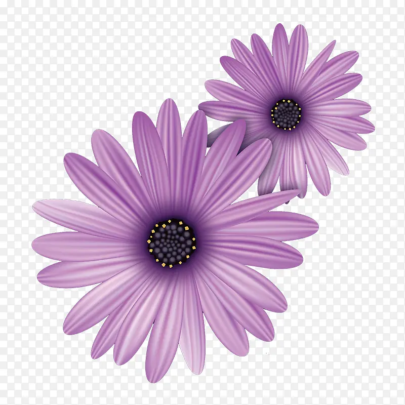 手绘紫色的菊花