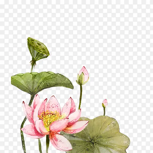 中秋节素材 荷花